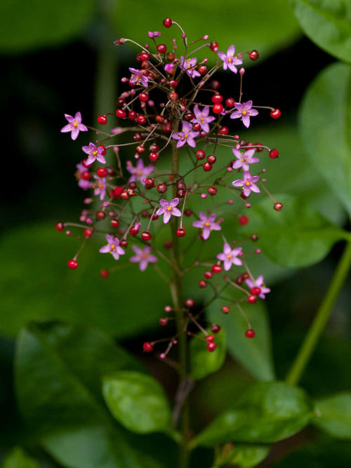 Talinum paniculatum - Exotic Succulent - 10 Seeds