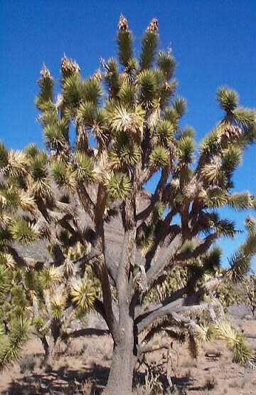 Yucca brevifolia jaegeriana - Joshua Tree - Exotic Succulent - 10 Seeds
