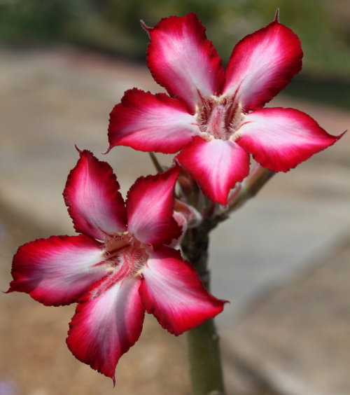Adenium multiflorum - Impala Lily - Indigenous Succulent - 5 Seeds