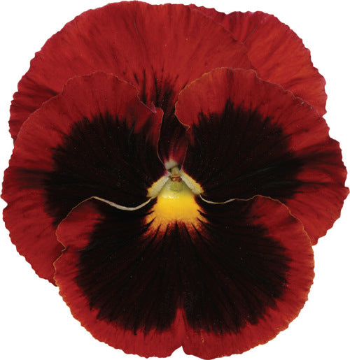 Pansy Matrix - Blotch Red - Viola wittrockiana - 10 Seeds
