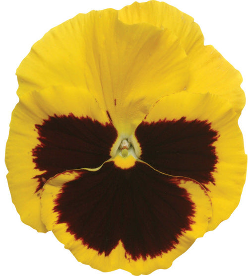 Pansy Matrix - Blotch yellow - Viola wittrockiana - 10 Seeds
