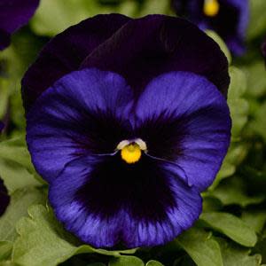 Pansy Matrix - Denim - Viola wittrockiana - 10 Seeds