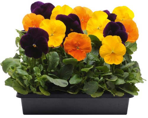 Pansy Matrix - Harvest Mix - Viola wittrockiana - 10 Seeds