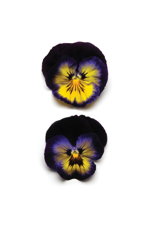 Pansy Matrix - Midnight Glow - Viola wittrockiana - 10 Seeds