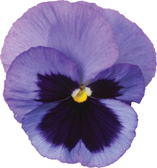 Pansy Matrix - Ocean - Viola wittrockiana - 10 Seeds