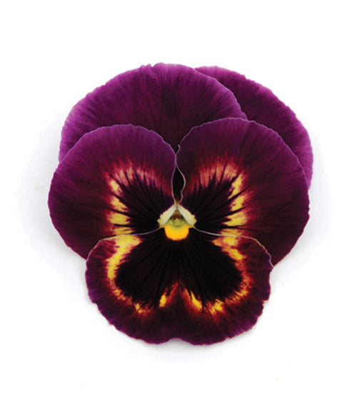 Pansy Matrix - Sangria - Viola wittrockiana - 10 Seeds