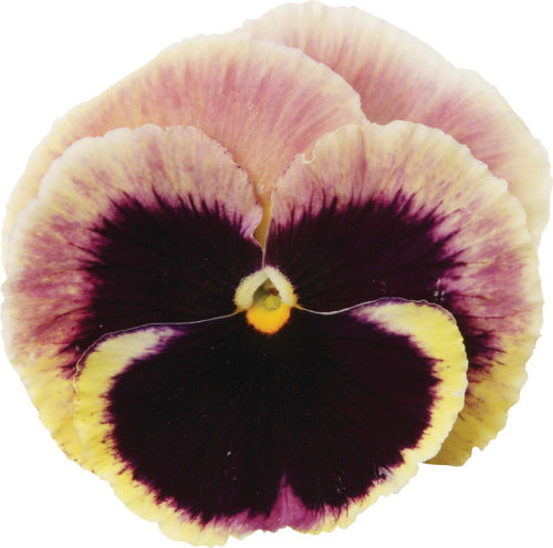 Pansy Matrix - Sunrise - Viola wittrockiana - 10 Seeds