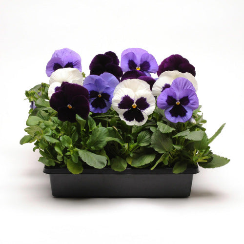 Pansy Matrix - Tanzanite Mix - Viola wittrockiana - 10 Seeds