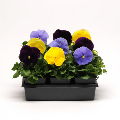 Pansy Matrix - Tricolour Mix - Viola wittrockiana - 10 Seeds