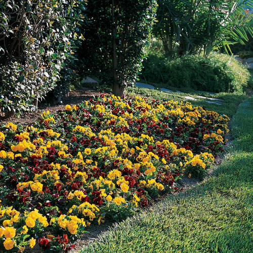 Pansy Panola - Autumn Blaze - Viola wittrockiana - 10 Seeds