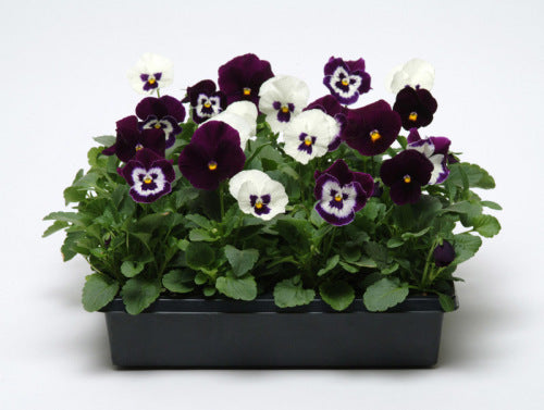 Pansy Panola - Blackberry Sundae - Viola wittrockiana - 10 Seeds