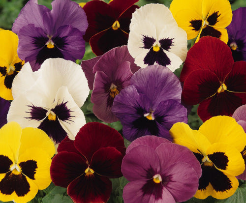 Pansy Panola - Blotch Mix - Viola wittrockiana - 10 Seeds