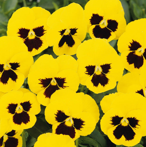 Pansy Panola - Blotch Yellow - Viola wittrockiana - 10 Seeds