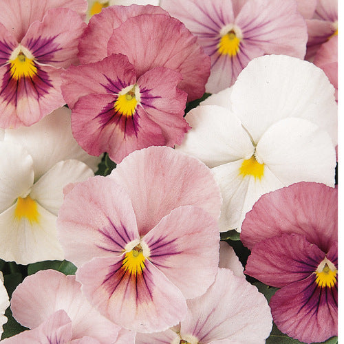 Pansy Panola - Pink Shades - Viola wittrockiana - 10 Seeds