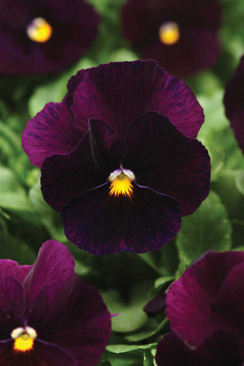 Pansy Panola - Purple - Viola wittrockiana - 10 Seeds