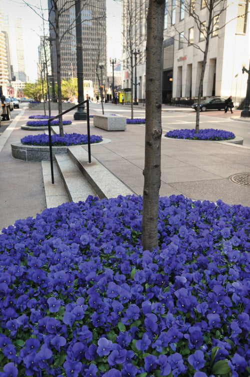 Pansy Panola - True Blue - Viola wittrockiana - 10 Seeds