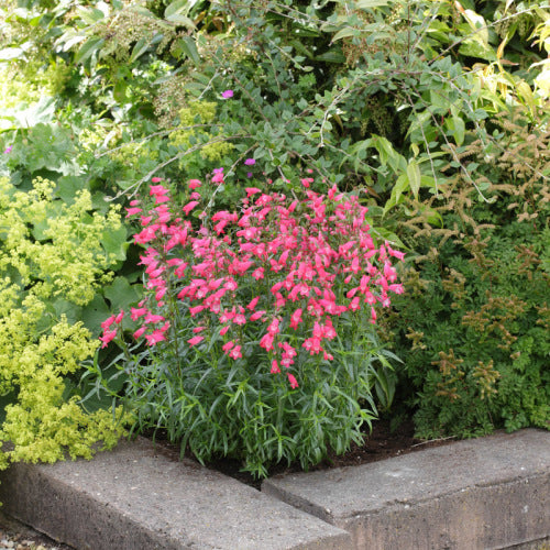 Penstemon Carillo - Red - Penstemon mexicali - 10 Seeds