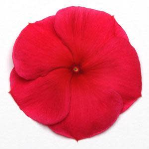 Vinca Pacifica - Dark Red - Catharanthus roseus - 10 Seeds