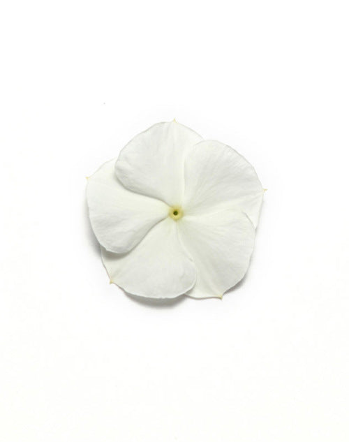 Vinca Pacifica - White - Catharanthus roseus - 10 Seeds