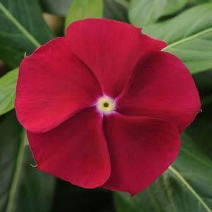 Vinca Pacifica - XP - Cranberry - Catharanthus roseus - 10 Seeds