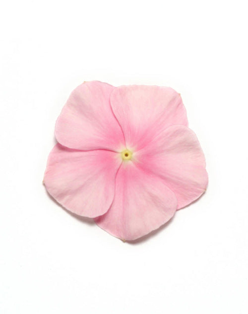 Vinca Pacifica - XP - Icy Pink - Catharanthus roseus - 10 Seeds