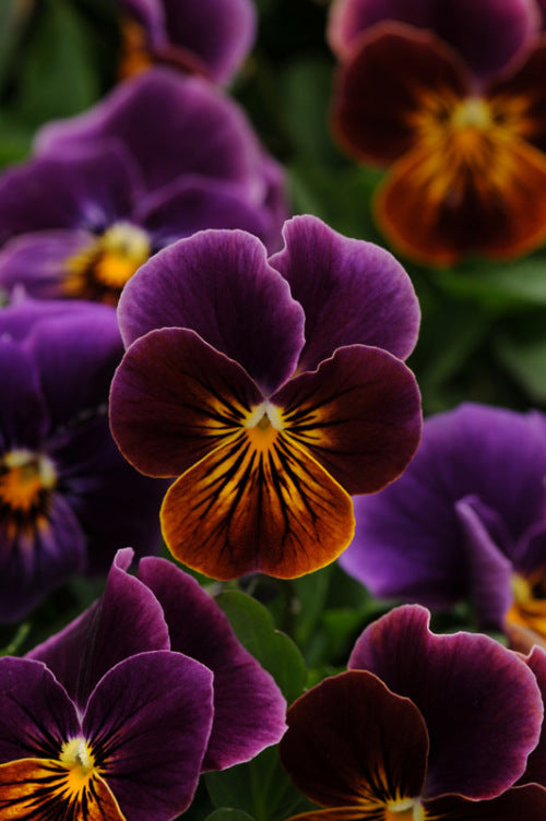 Viola sorbet - Antique Shades - Viola cornuta - 10 Seeds