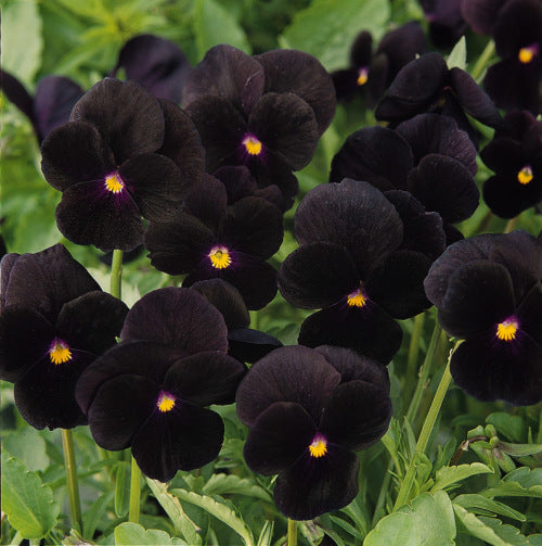 Viola sorbet - Black Delight - Viola cornuta - 10 Seeds