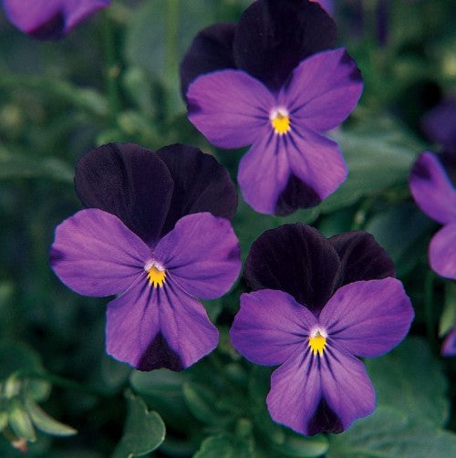 Viola sorbet - Black Jump Up - Viola cornuta - 10 Seeds