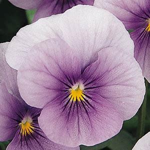 Viola sorbet - Icy Blue - Viola cornuta - 10 Seeds