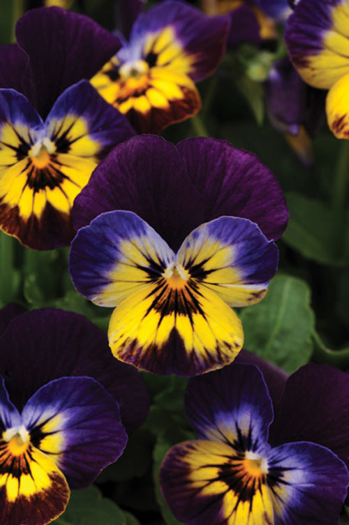 Viola sorbet - Midnight Glow - Viola cornuta - 10 Seeds