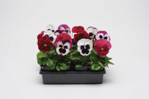 Pansy Matrix - Raspberry Sundae - Viola wittrockiana - 10 Seeds