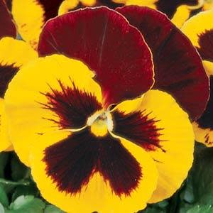 Pansy Matrix - Red Wing - Viola wittrockiana - 10 Seeds