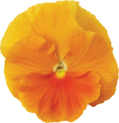 Pansy Matrix - Orange - Viola wittrockiana - 10 Seeds