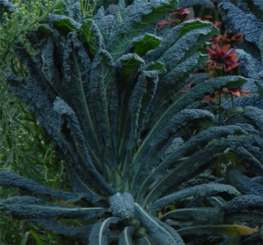 Black Tuscan Palm Kale - Lacinato Kale - Heirloom Vegetable - Brassica oleracea 'Lacinato' - 100 Seeds