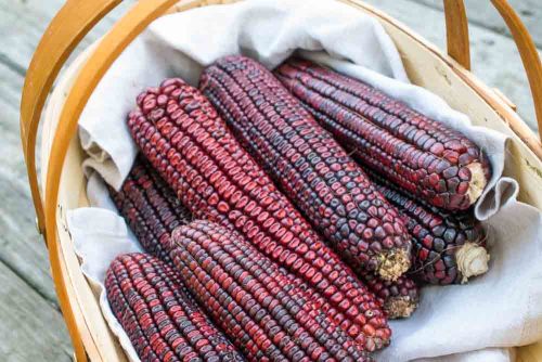 Bloody Butcher Corn  - Heirloom Vegetable - Zea mays - 10 Seeds