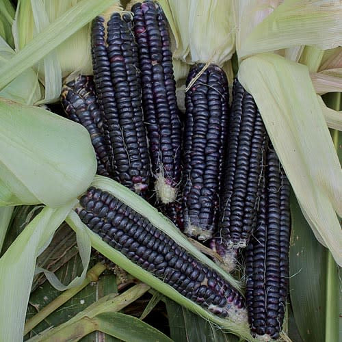 Black Aztec Corn  - Heirloom Vegetable - Zea mays - 10 Seeds