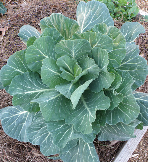 Georgia Southern Collards - Heirloom Vegetable - Brassica oleracea - 100 Seeds