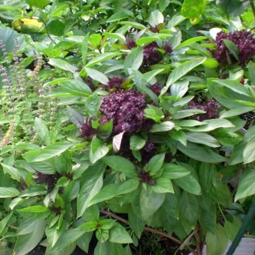 Persian Basil  - Heirloom Herb - Ocimum basilicum - 50 Seeds