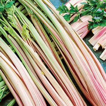 Peppermint Stick Celery  - Heirloom Vegetable - Apium graveolens - 100 Seeds