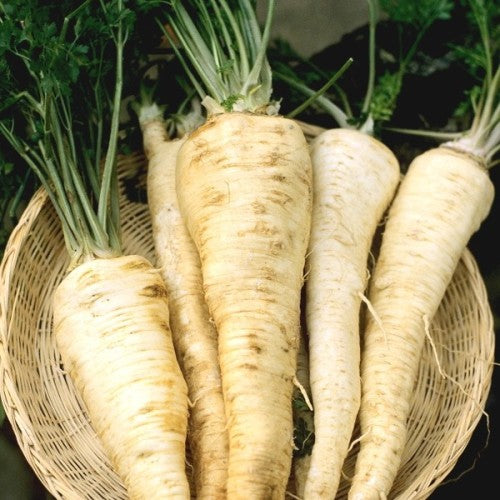 Hamburg Rooted Parsley  - Heirloom Vegetable - Petroselinum crispum radicosum  - 50 Seeds