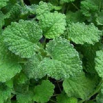 Horehound  - Heirloom Herb - Marrubium vulgare  - 50 Seeds