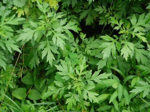 Mugwort  - Heirloom Herb - Artemisia vulgaris - 500 Seeds