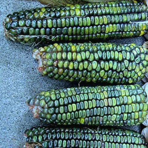 Oaxacan Green Corn  - Heirloom Vegetable - Zea mays - 10 Seeds