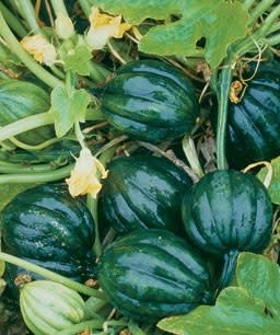 Table King Bush Acorn Squash  - Heirloom Vegetable - Cucurbita pepo - 10 Seeds