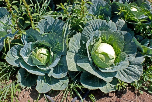 Brunswick Cabbage - Heirloom Vegetable - Brassica oleracea  - 100 Seeds