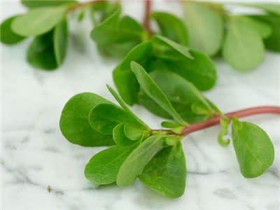 Green Purslane  - Heirloom Vegetable - Portulaca oleracea - 100 Seeds