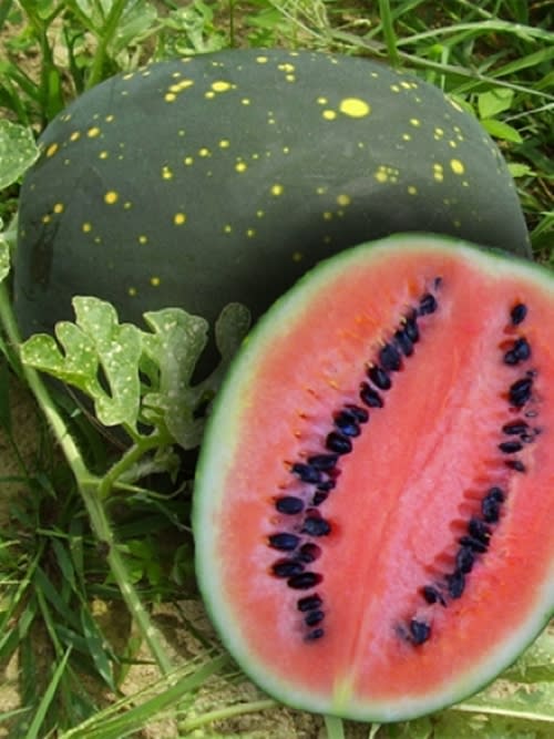 Moon and Stars Red Watermelon - Heirloom Vegetable / Fruit - Citrullus lanatus - 5 Seeds