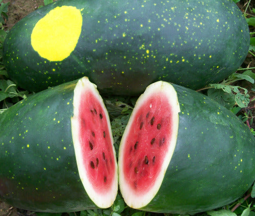 Moon and Stars Yellow Watermelon  - Heirloom Vegetable / Fruit - Citrullus lanatus - 5 Seeds