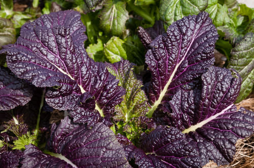Osaka Purple Mustard Greens - Heirloom Vegetable - Brassica juncea - 100 Seeds