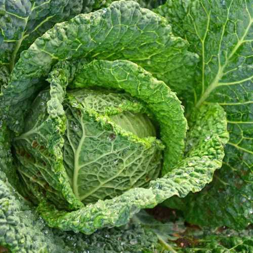 Savoy Perfection Cabbage - Heirloom Vegetable - Brassica oleracea - 100 Seeds